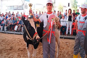 İzmir deki fuarda en verimli besi sığırı seçilecek