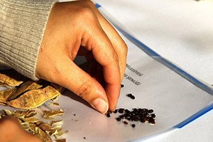 Tohum Takası Şenliği ne Geri Sayım Başladı