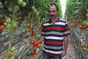 Yozgat Domates Pazarına Giriyor