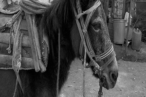 Devletten Kaçakçı Katırına Görev