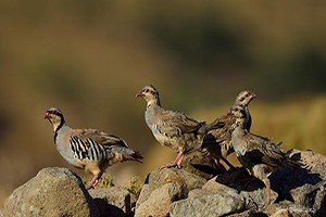Kene Ve Süneyle Kınalı Keklik Savaşacak