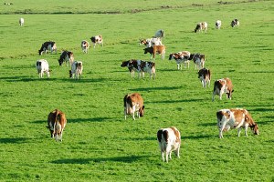 Mera Yönetmeliğinde Değişiklik