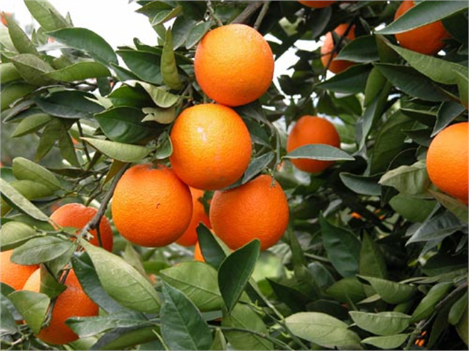 4 Milyon Ton Narenciyenin Hasat Zamanı