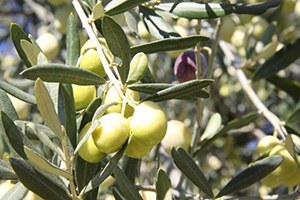 Zeytinde Rekolte Düşük Fiyat Yüksek