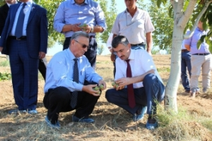 Manisa Ceviz Üretim Alanında Ülke Birincisi