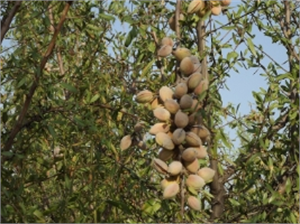Badem Adıyamanlı Çiftçinin Umudu Oldu