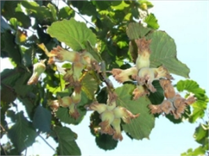 Fındıkta Alan Bazlı Destek