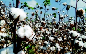 Pamuk Piyasası Olumsuz Etkilendi