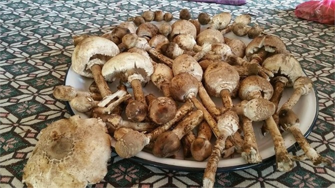 Aydın da Mantar Sezonu Başladı