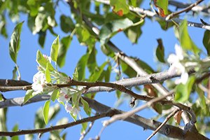 Ağaçlar Sonbaharda Çiçek Açtı