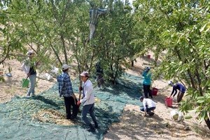 Badem Adıyamanlı çiftçinin umudu oldu
