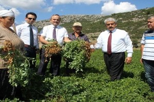 Çiftçinin Yeni Gözdesi Yer Fıstığı