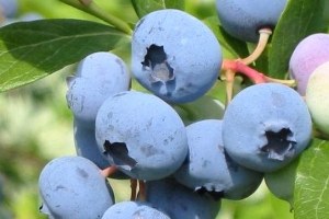 Doğu Karadeniz Bölgesi Üzümsü Meyve Üretiminde Yüzde 3 lük Paya Sahip