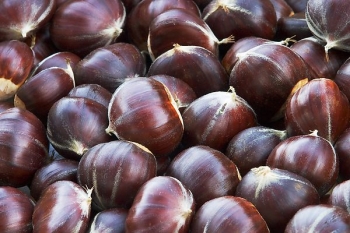 Aydınlılara Coğrafi İşaret Çağrısı