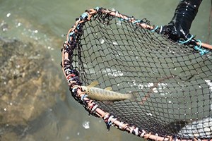 Kırmızı Benekli Alabalık Projesi