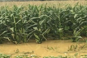 Sakarya Kaynarca da Selden Zarar Gören Çiftçiler Yardım Bekliyor