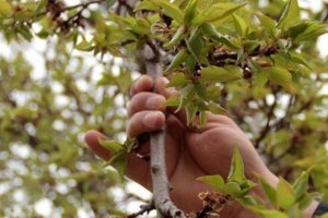 TARSİM den Kayısı Üreticisine Hasar Ödemesi