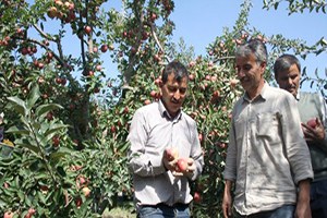 Yahyalı da Elma İndirme Sezonu Gecikmeli Başladı