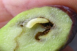 Zeytin sineğiyle mücadele için 3 5 milyon liralık bütçe