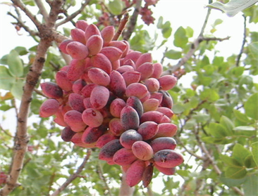 Antep Fıstığında Çeşit Artıyor