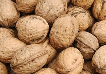 Bayramiç te Ceviz Hasadı