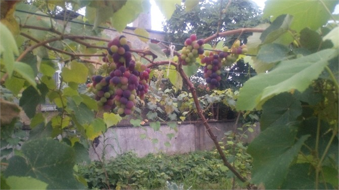 Çarşamba da İsabella Üzüm İlk Mahsulünü Verdi