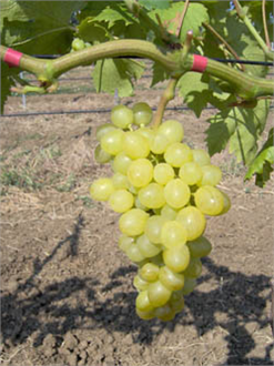 İznik Üzümünde Biyoteknik Dönemi