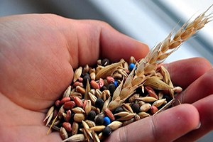 Karaman Ziraat Odası ndan Tohum Uyarısı