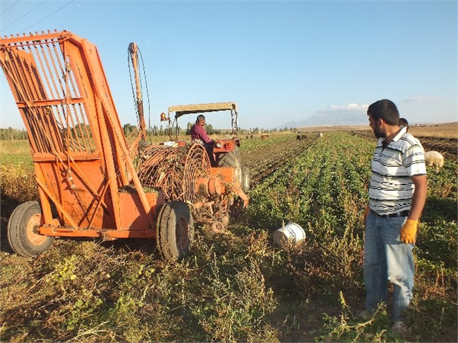 Pancar Sökümü Başladı