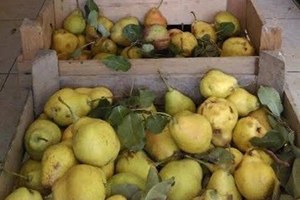 Yerli Armut Revaçta