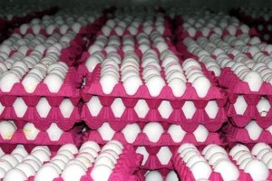 Yumurta Fiyatları Eylülde Yüzde 15 zamlandı