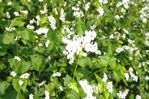 Itri ve Tıbbi Bitkiler Çiftçiye Yeni Gelir Kapısı Olacak