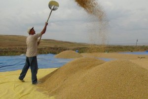 Çeltik Üreticileri Mahsul İyi Mazot ve Gübreye Para Yetişmiyor