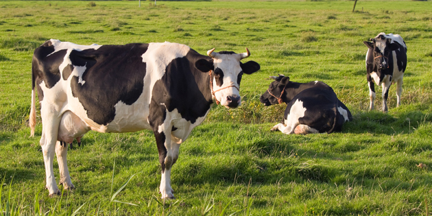 DAP Canlı Hayvan Pazarı Yapımına Destek Veriyor