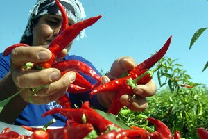 Biber Bu Yıl Cepleri Değil Ağızları Yakacak