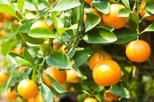 Narenciye Sezon Başında Yüzleri Ekşitmiyor