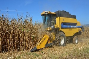 Niksar da Mısır Tarla Günü