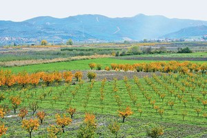 Pamukova da Meyvemizi K ğıda Çevirmeyin