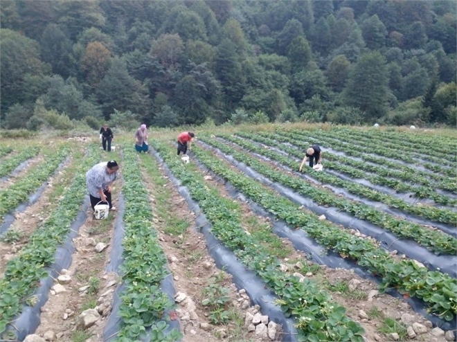 Girişimci Genç Kurduğu Tarladan 50 Ton Çilek Hedefliyor