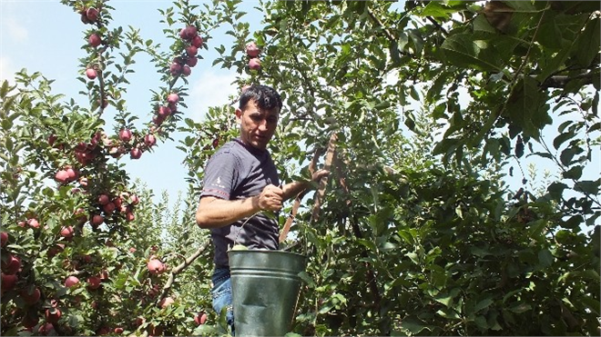 Isparta da Elma Hasadı Başladı