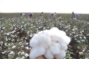 Antalya da Pamuk Hasadı Başladı