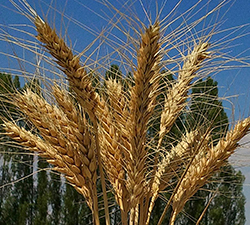 Glosa Çeşidi Tohum Umut Veriyor