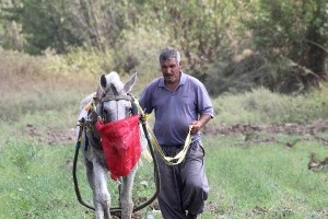 Teknolojiye İnat At ile Çapa Yaparak 4 Çocuğunu Büyüttü