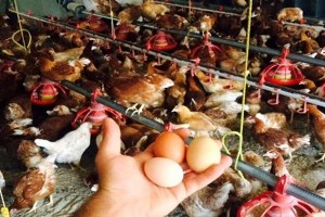 Özgür tavukların doğal yumurtası