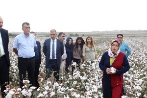 Rekoltesi Yüksek Pamuk Elde Edildi