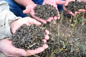 Yozgat ta Toplu Arı Ölümleri