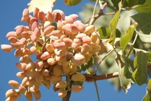 Çinliler Siirt Fıstığına Talip