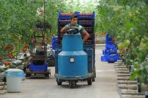 Manavgat ta Bin 118 Dekar Alanda Topraksız Tarım Yapılıyor