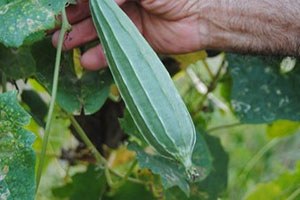 Mısır Bamyasının Tohumu Nesilden Nesile Korunuyor