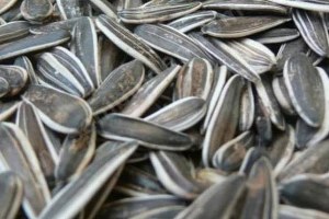 Tekirdağ da Ayçekirdeği Hırsızlığı